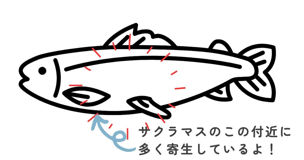 サクラマス寄生虫