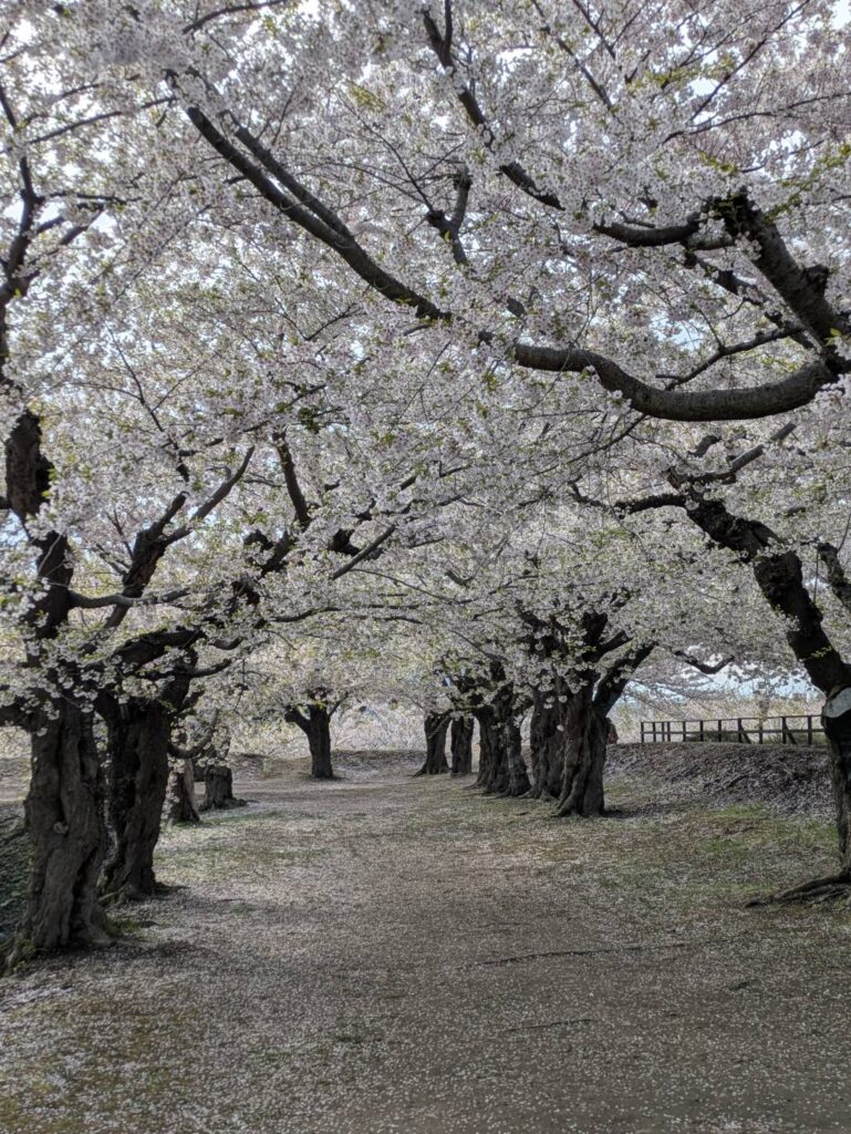 五稜郭公園サクラ