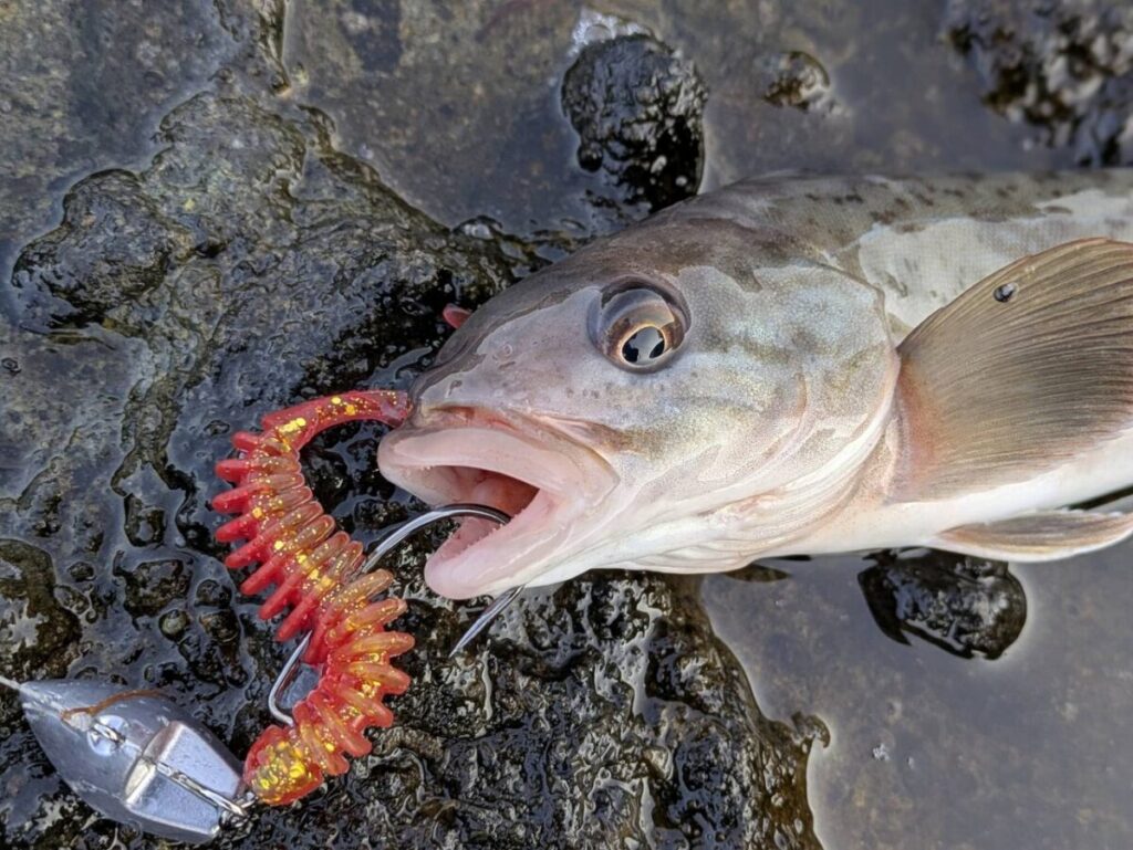 ホッケ