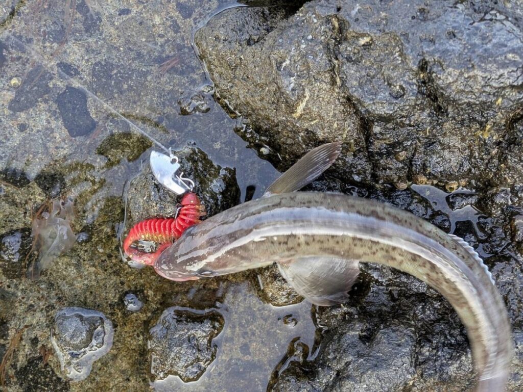 ホッケ