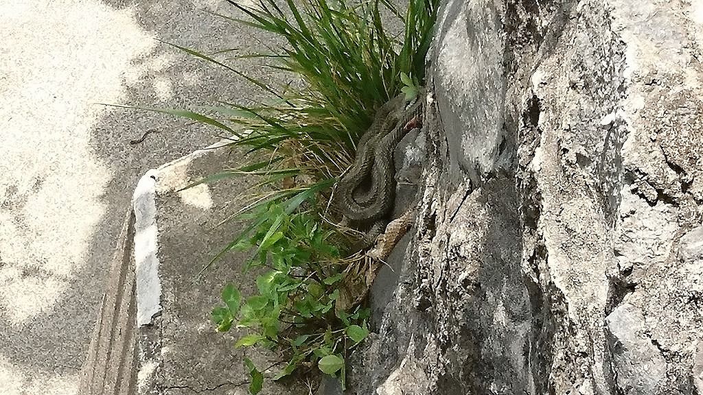 アオダイショウ