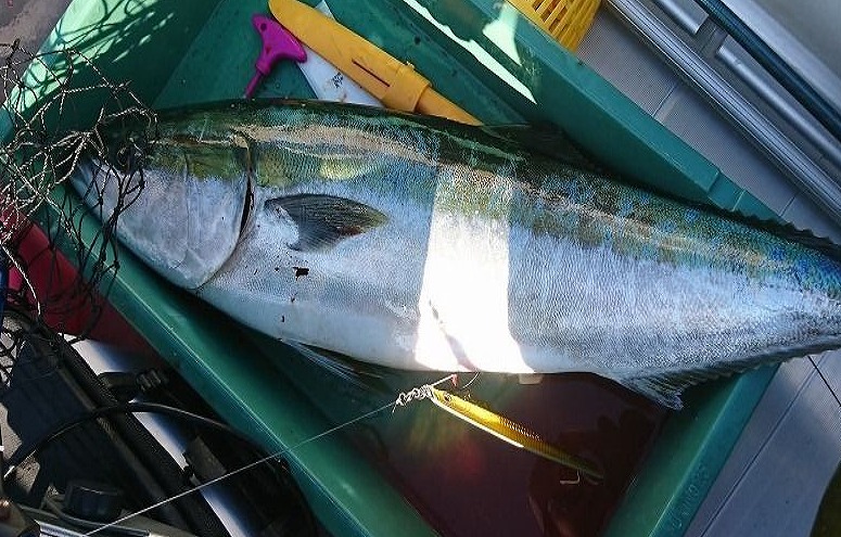 釣れたブリ画像