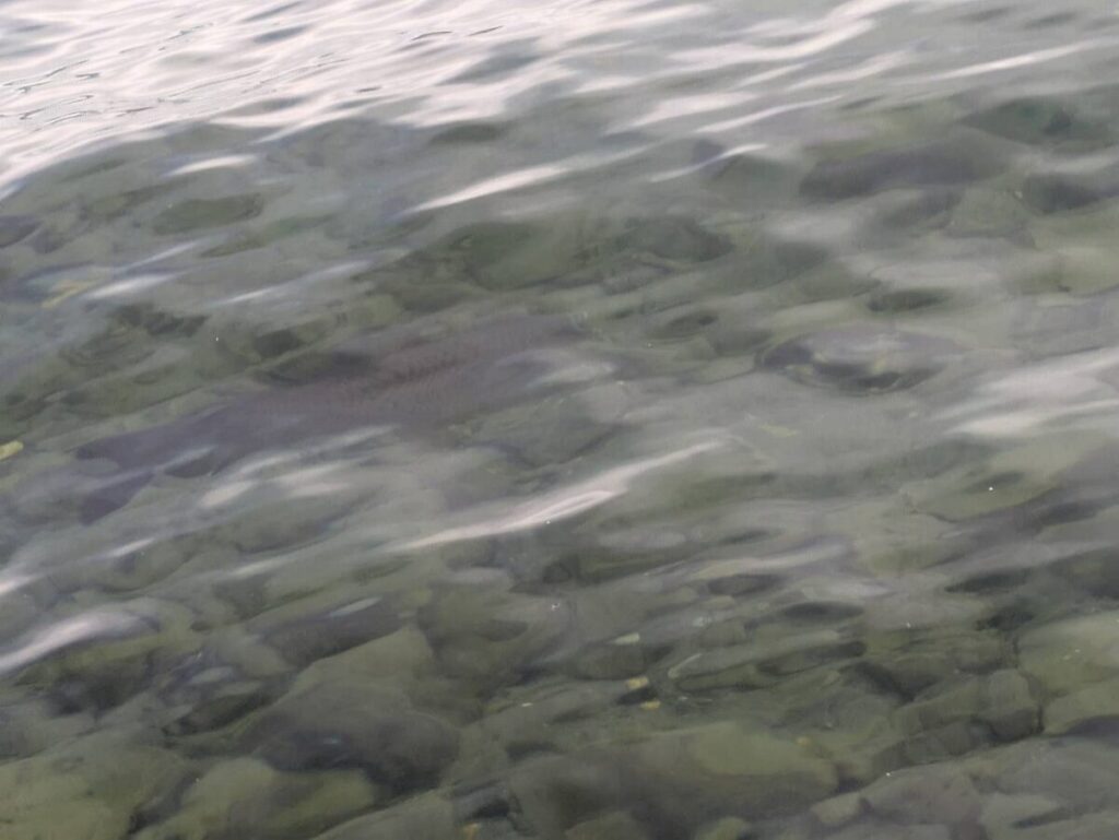 コイ写真