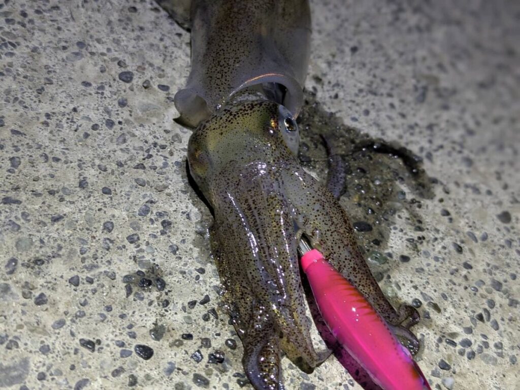 マメイカ