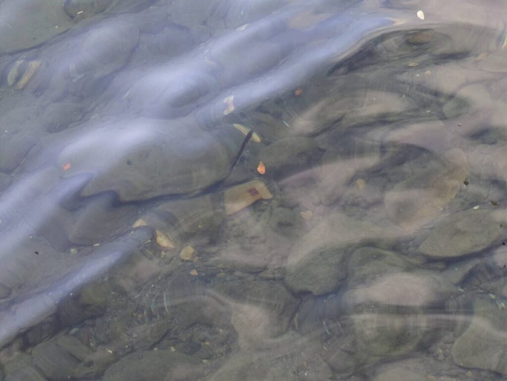 ワカサギ写真
