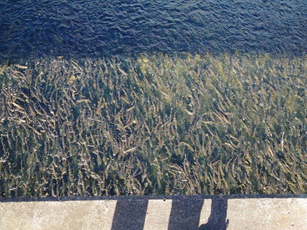 千歳川サケ遡上画像