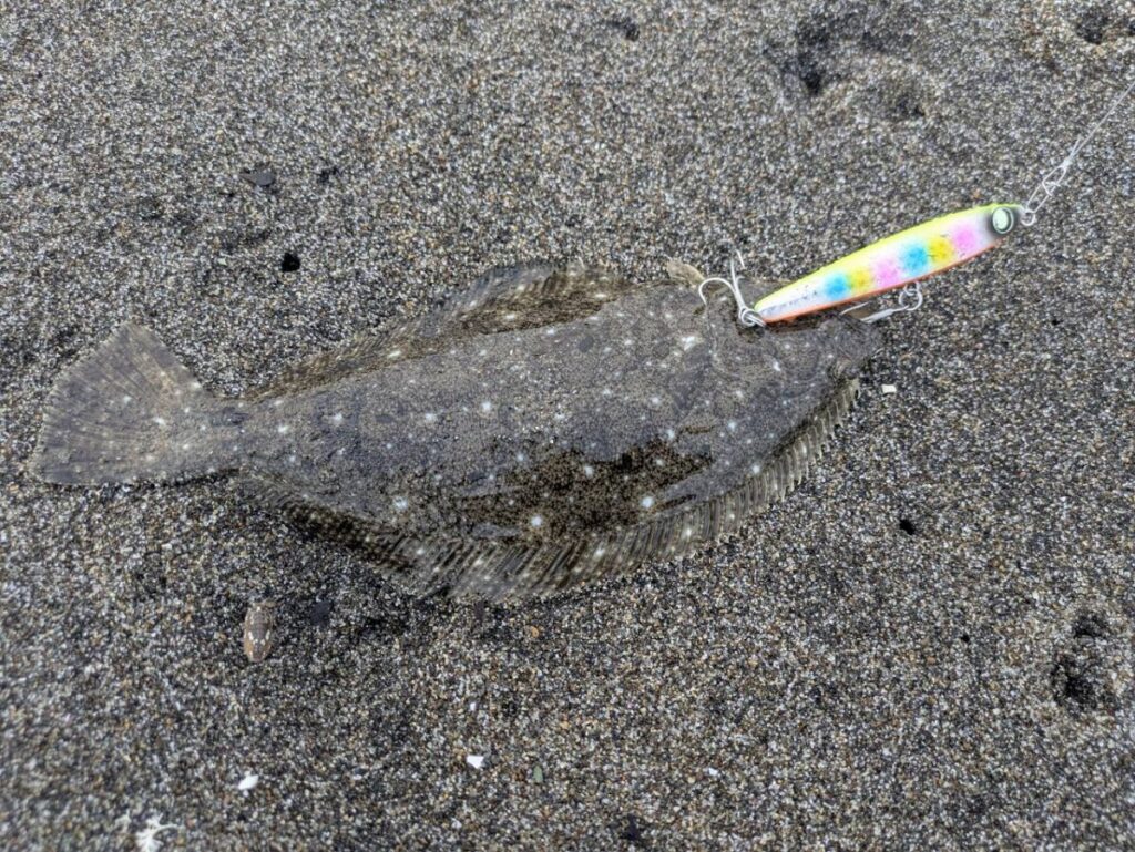 ソゲが釣れた画像