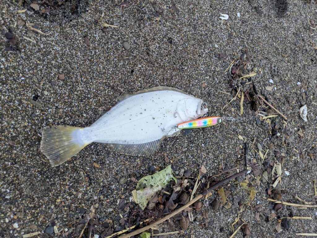 ソゲが釣れた画像