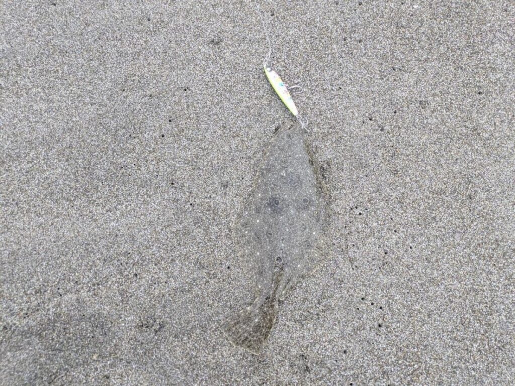 ソゲが釣れた画像