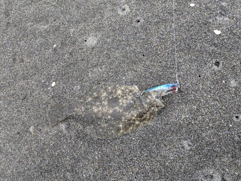 ソゲが釣れた画像