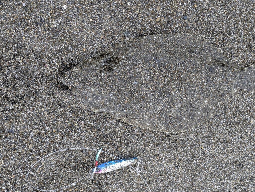 ソゲが釣れた画像