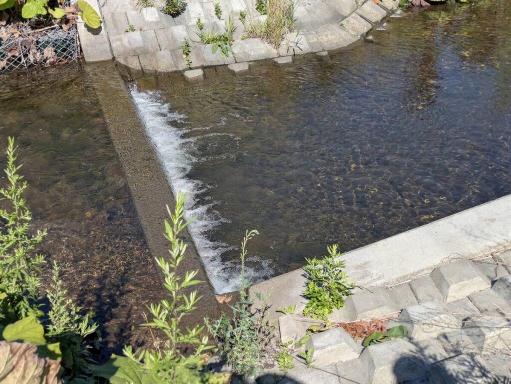 礼文島川の画像