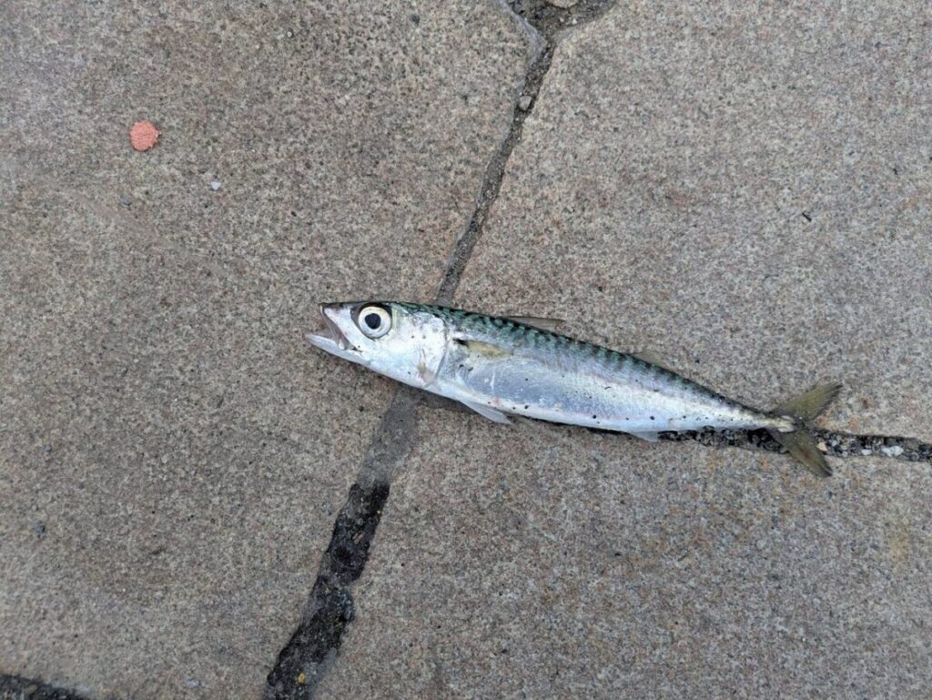 サバ画像