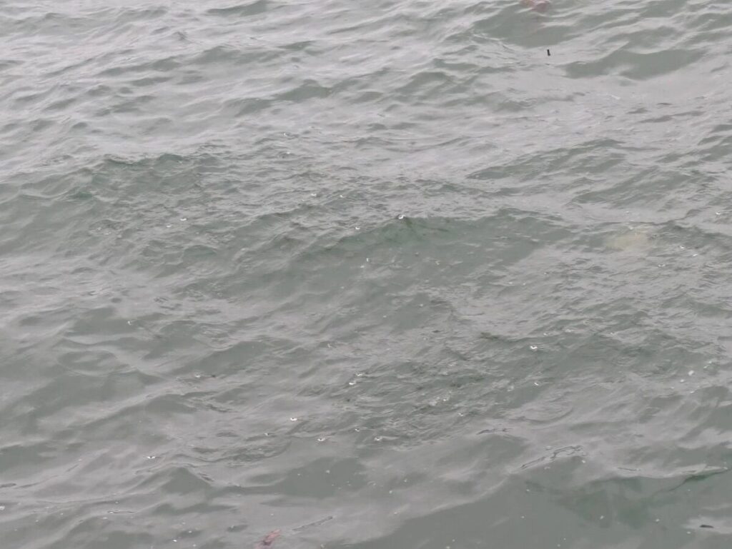 サバが泳いでる画像