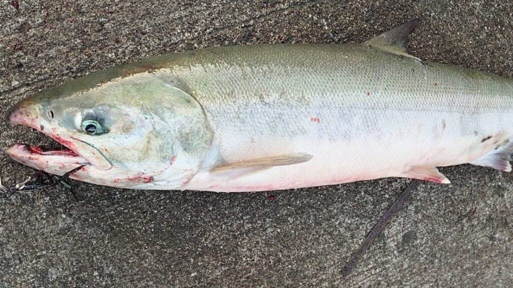 釣れたサケ画像