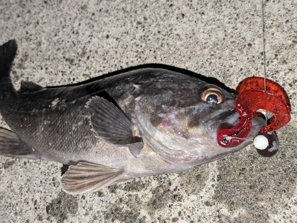 クロソイの釣れた画像