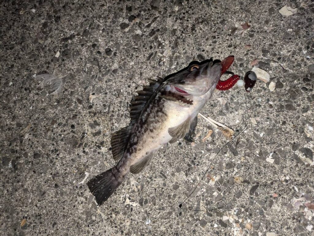 クロソイの釣れた画像