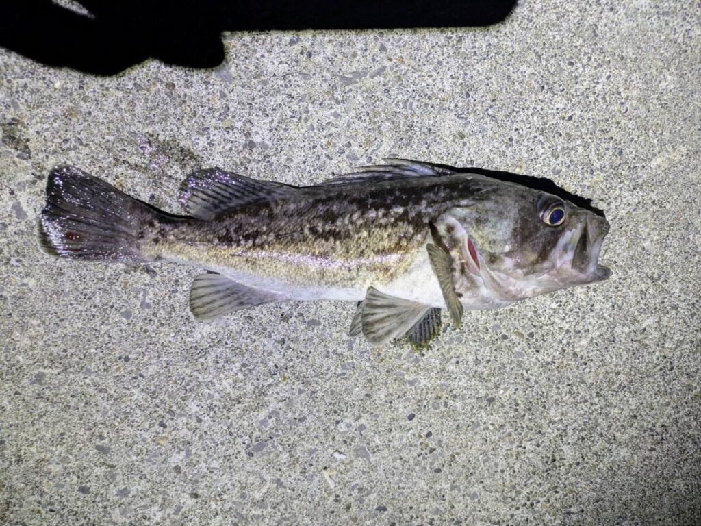 クロソイの釣れた画像