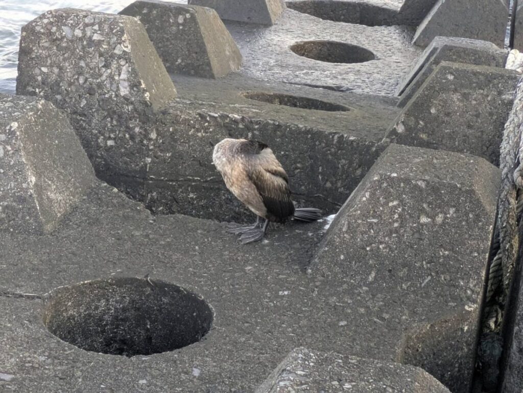礼文島の海鳥画像