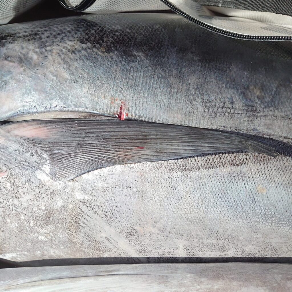 マグロの皮画像