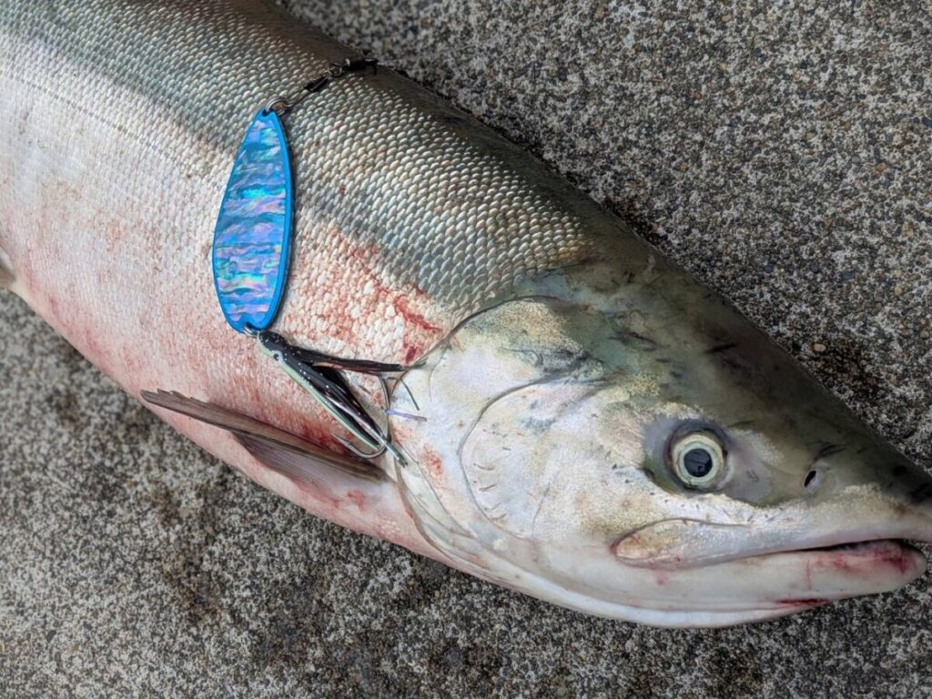 釣り上げたサケと今回使用したルアー画像