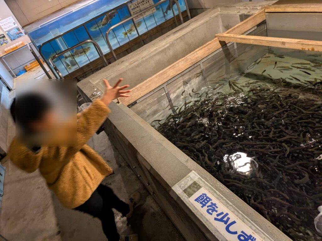サケ稚魚に餌をあたえている子供