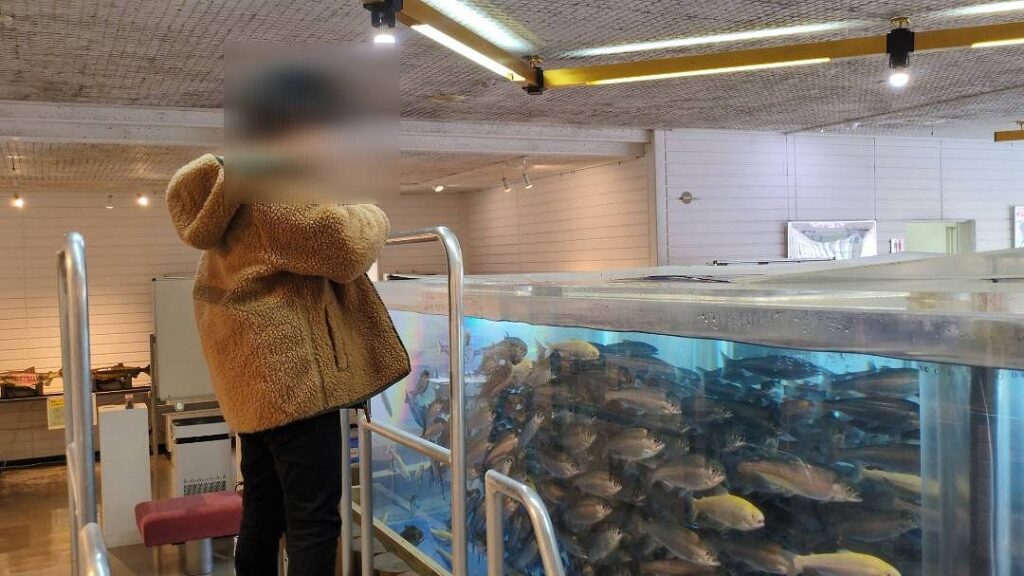 ヒメマスに子供が餌やりしている
