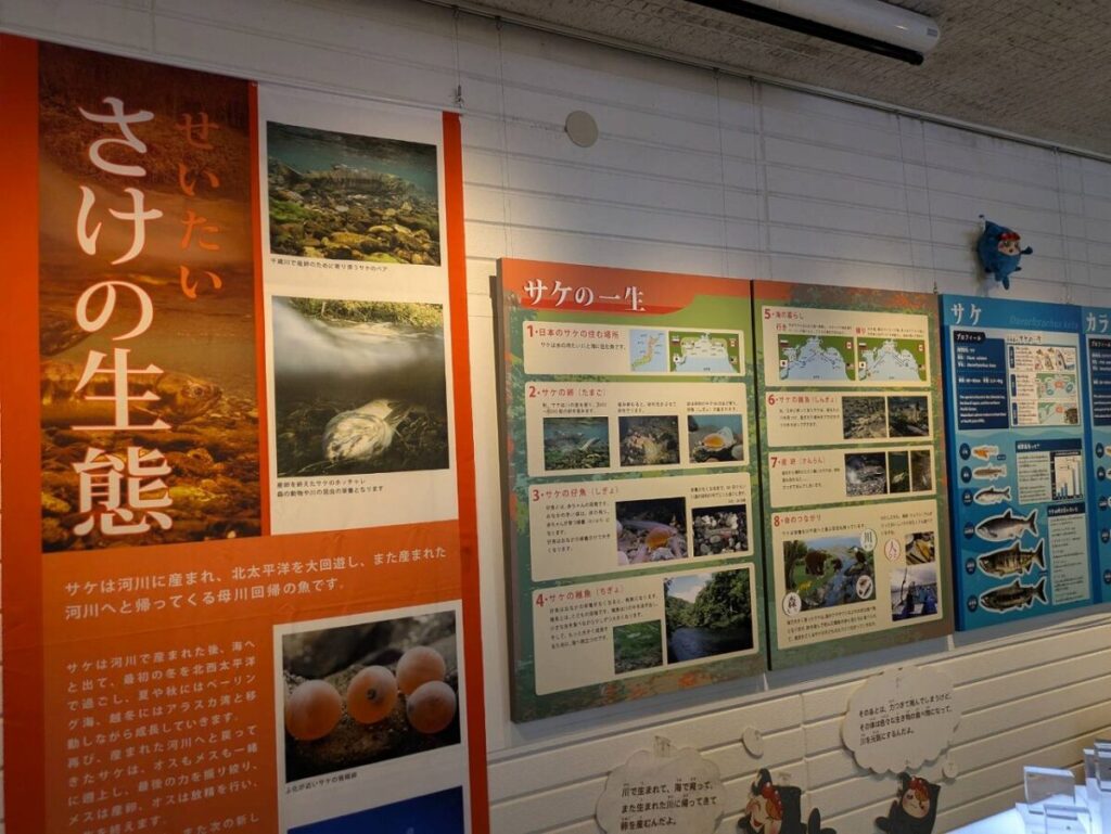 サケマス情報館展示棟の様子
さけの生態の展示