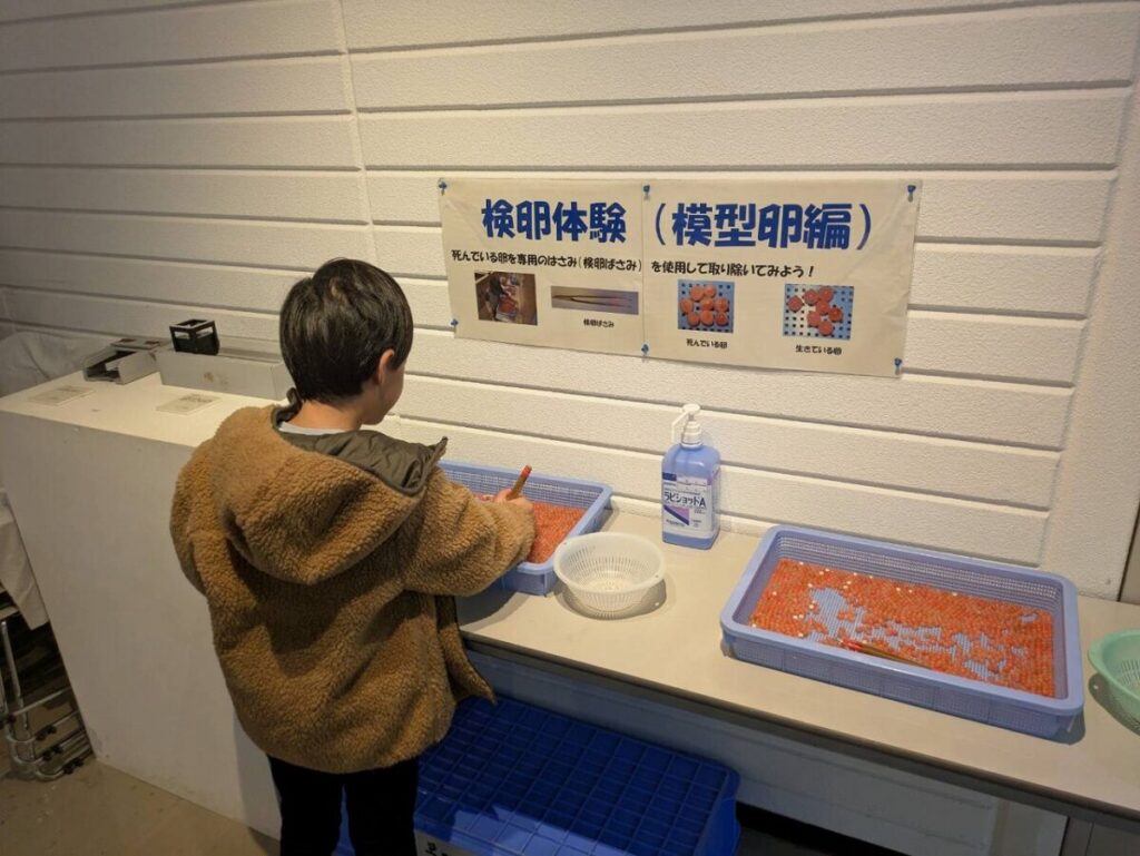 子どもが検卵体験をしている様子。
卵に見せたビーズをつまんでいる
