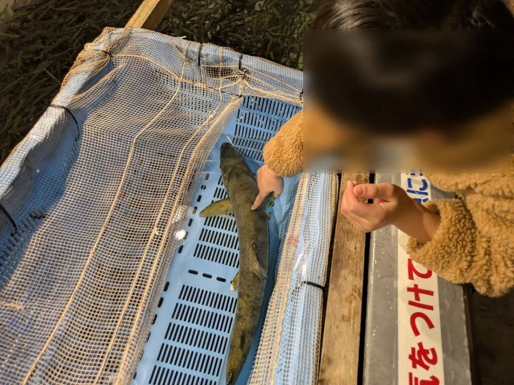 千歳川に帰って来たサケに触る子供