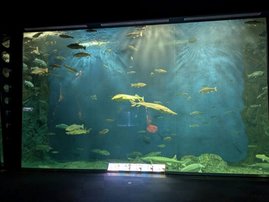 サケのふるさと千歳水族館で一番大きな水槽
チョウザメやマスが泳いでいる