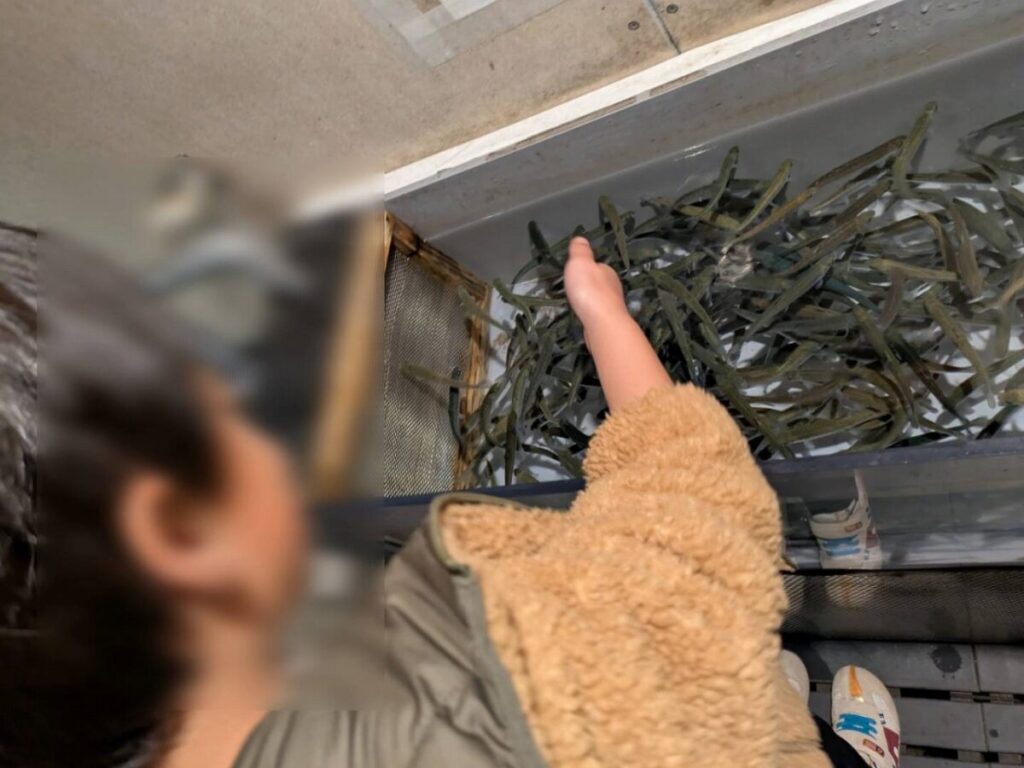 子どもがサケ稚魚のタッチ体験をしている。
サケ稚魚を触っている