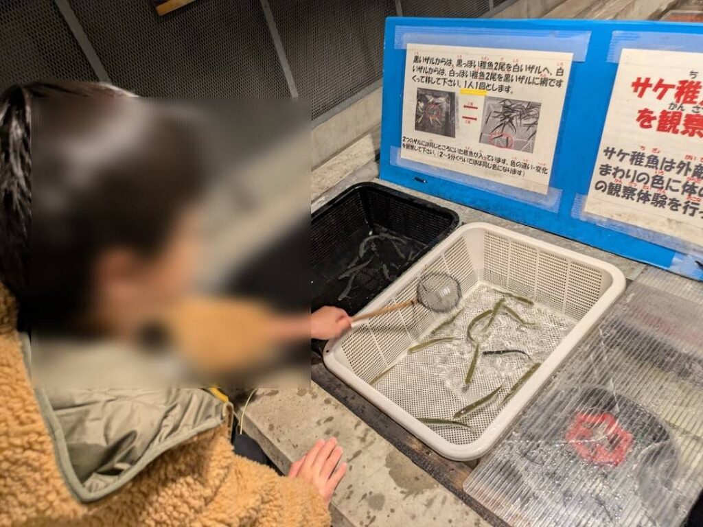 子どもがさけの体色変化観察をしている。
黒いカゴから白いカゴにサケ稚魚を移動している。