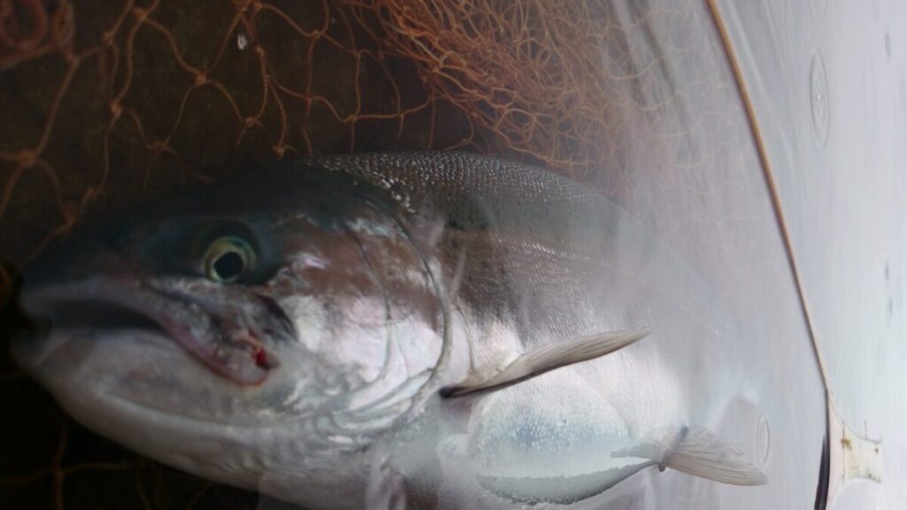 ニジマスを釣り上げネットインしている様子