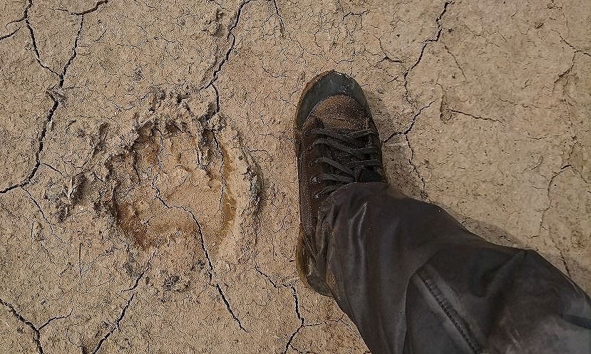 釣り人の足と比較したクマの足跡
釣り人の足と同じサイズ