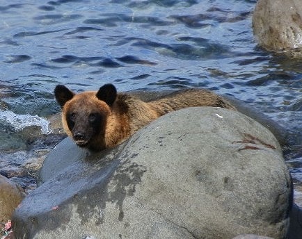 海岸にいるクマの様子
