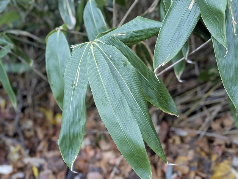 北海道のチシマザサ。葉脈はハッキリしていて葉に光沢がある。