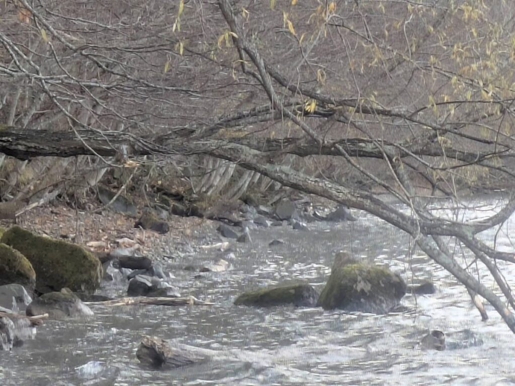 支笏湖畔の遠くに動物がいる様子