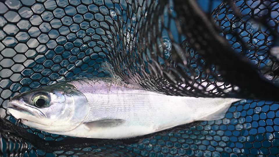 洞爺湖で釣ったヒメマスがネットインされている様子