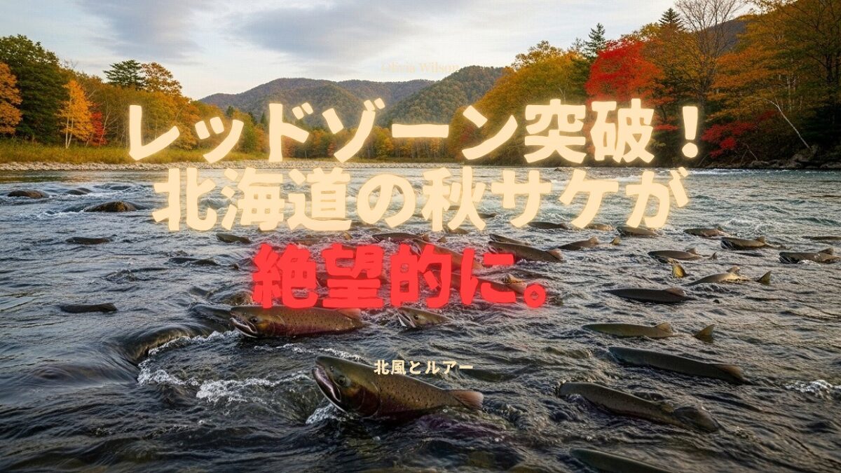 秋が進み紅葉する森の中を流れる川を遡上するサケの群れの画像