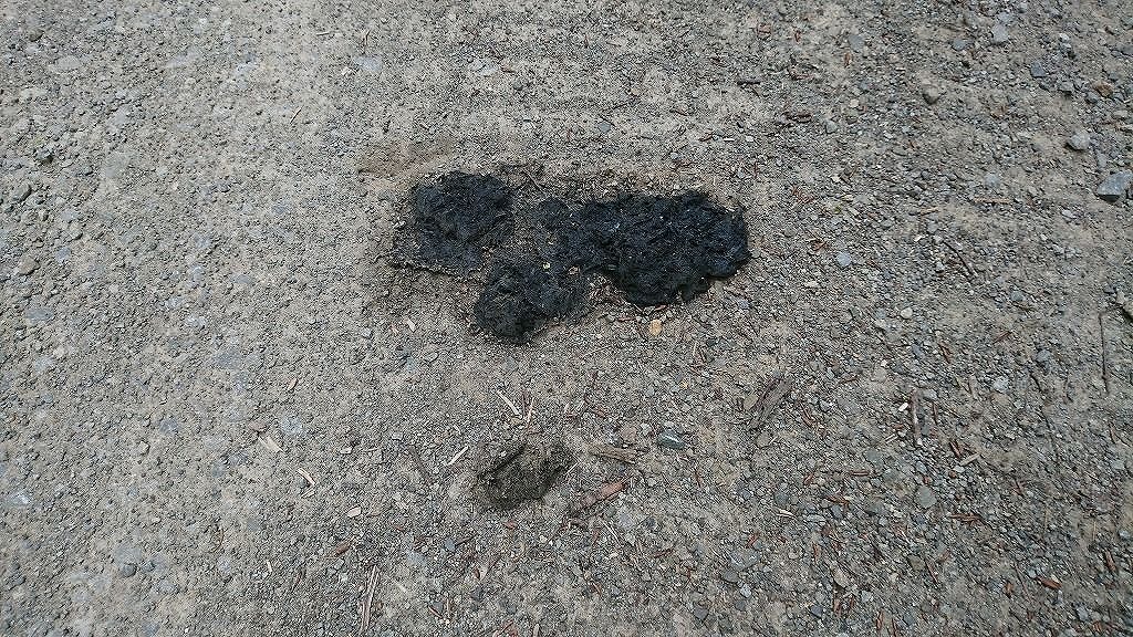 黒いクマのフン
植物を食べた痕跡