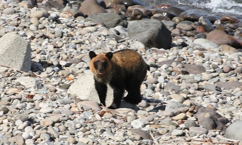 ヒグマが海岸を歩いている様子