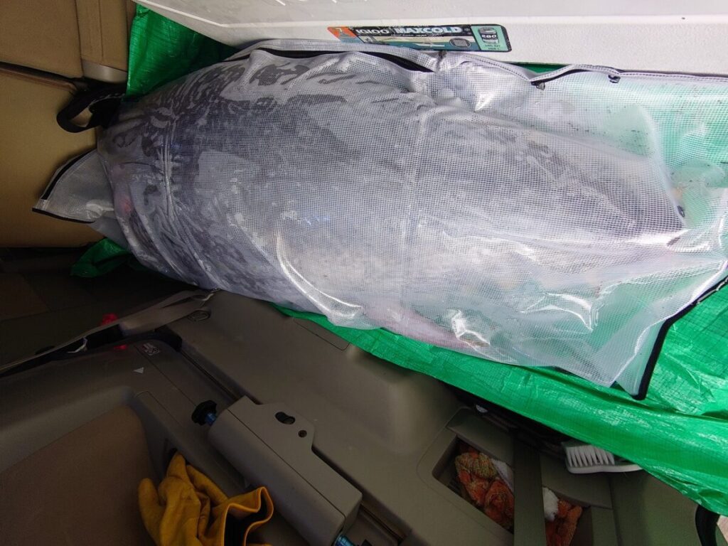 防水バッグに巨大なマグロを入れてワンボックスカーに入れている様子