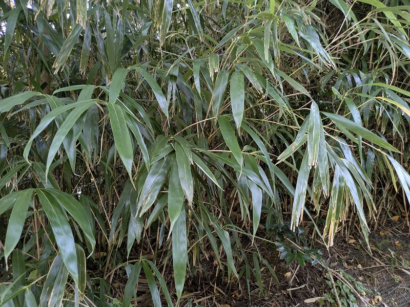 細長い葉の笹。歯に光沢がある。