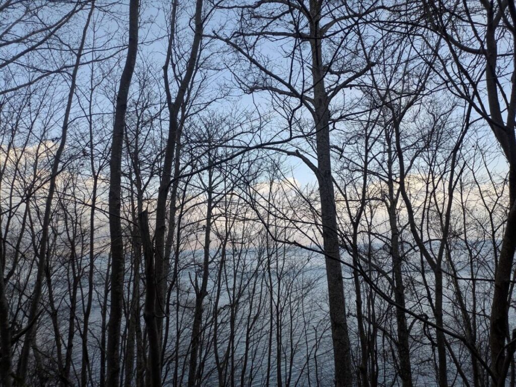 木々の中から支笏湖を眺める様子