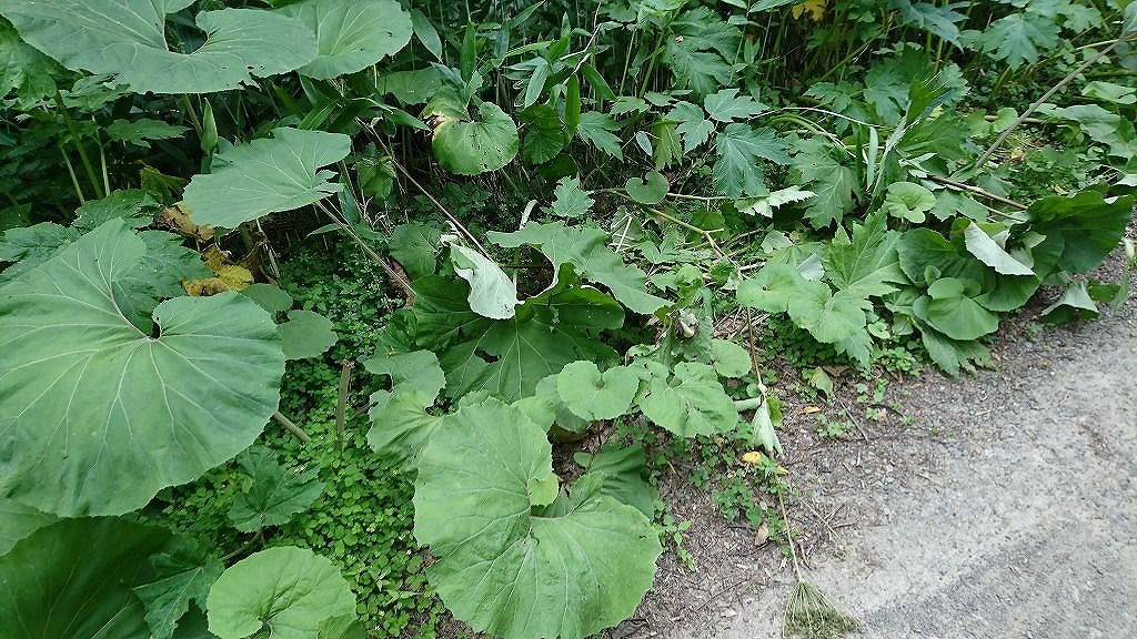 クマがフキを食べた食痕
縦に繊維が裂けている