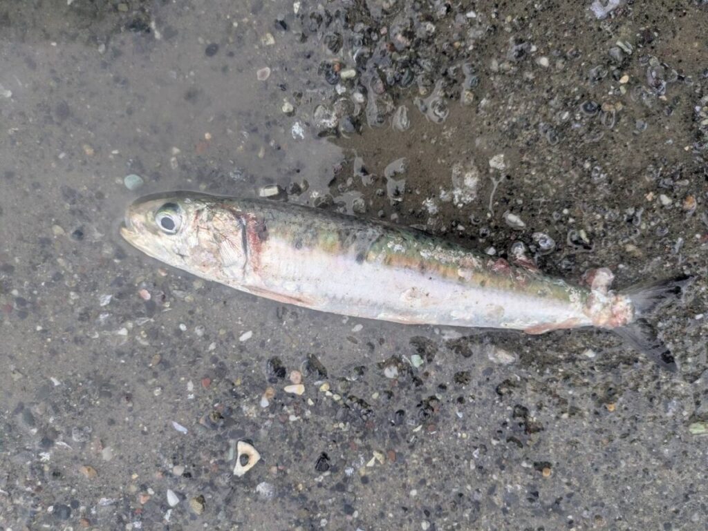 釣りあげられたイワシ