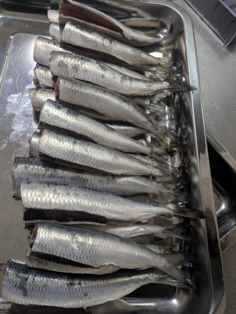 捌かれた後のイワシ