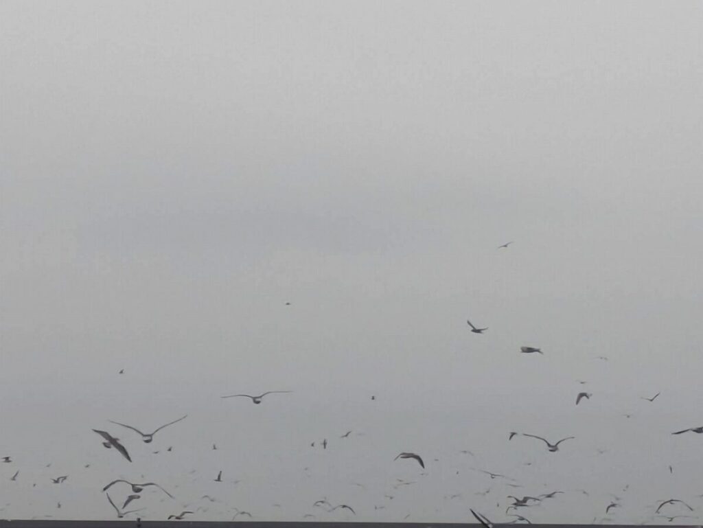 海の上を飛ぶ、無数の鳥の群れ