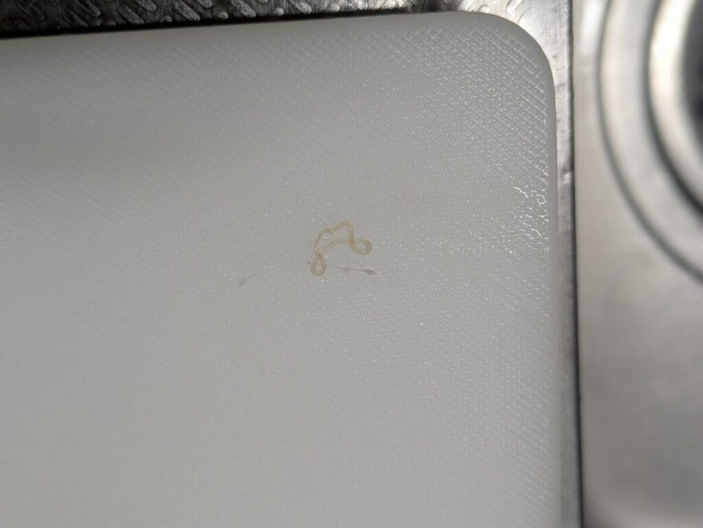 まな板の上に横わたるアニサキス